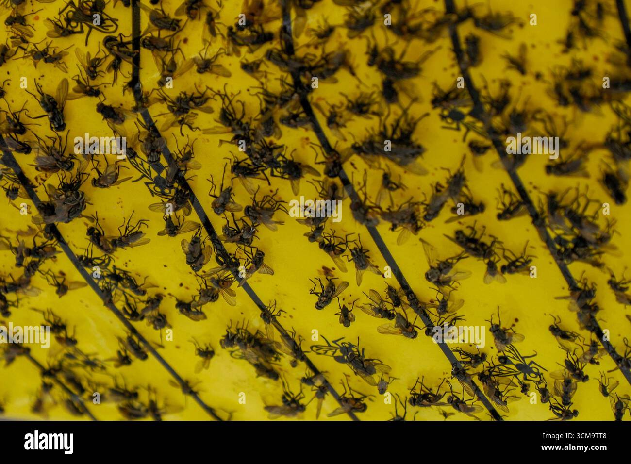 Carta mosca gialla piena di mosche catturate Foto Stock