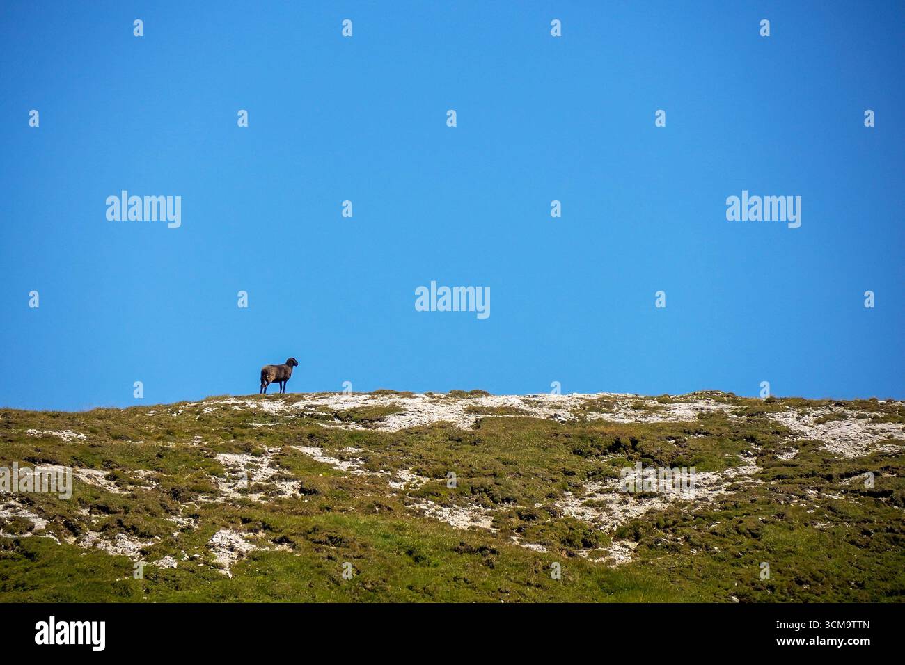 gregge di pecore ai margini delle dolomiti Foto Stock