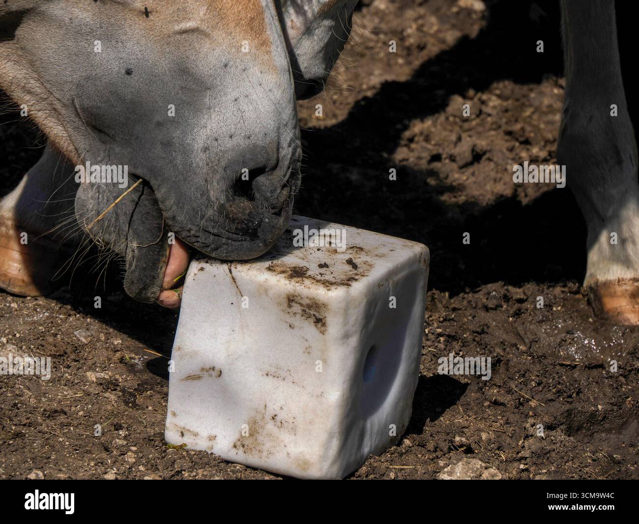 Un cavallo di montagna delle dolomiti che lecca il sale in estate da vicino Foto Stock