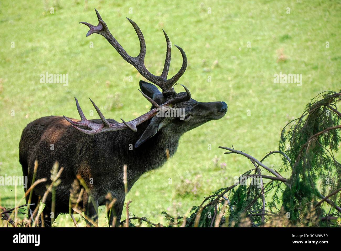 Un cervo rosso che pulisce le corna nelle dolomiti Foto Stock
