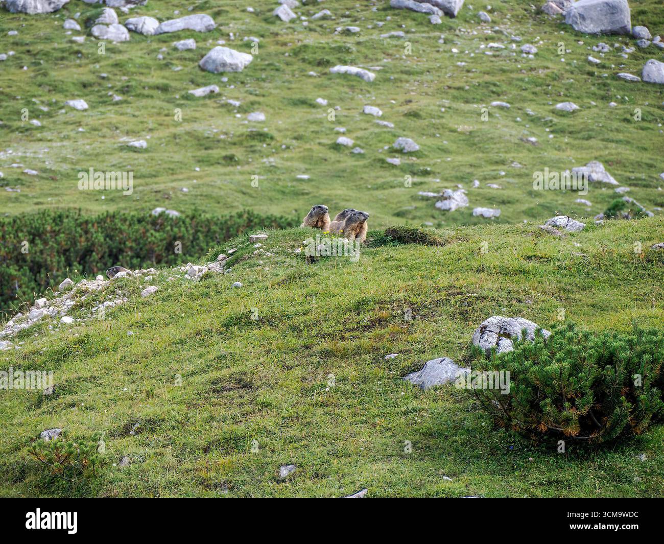 Marmotta groundhog nido di buco nelle dolomiti in Italia Foto Stock