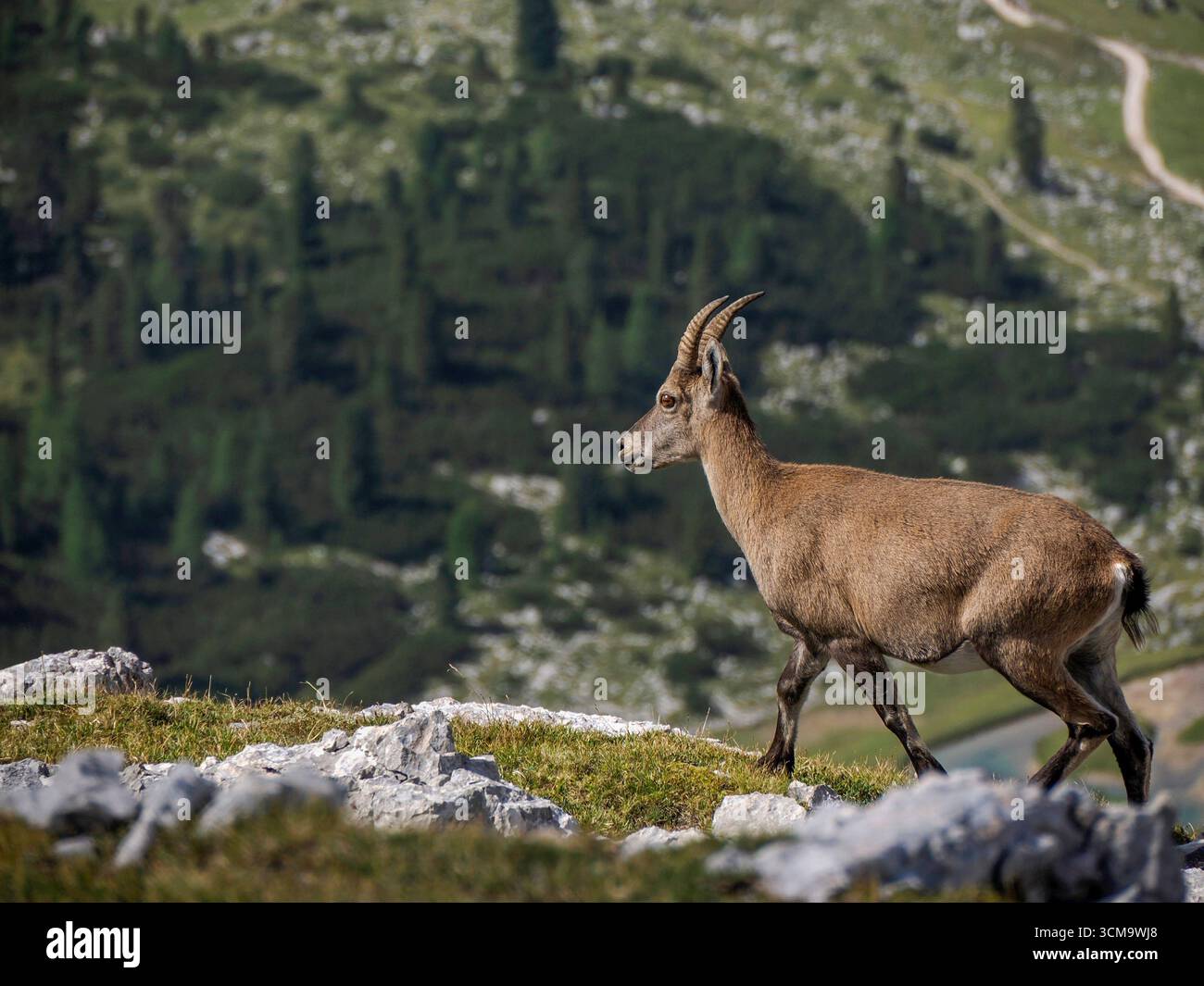 Stambecco steinbock sul paesaggio di montagna delle dolomiti Foto Stock