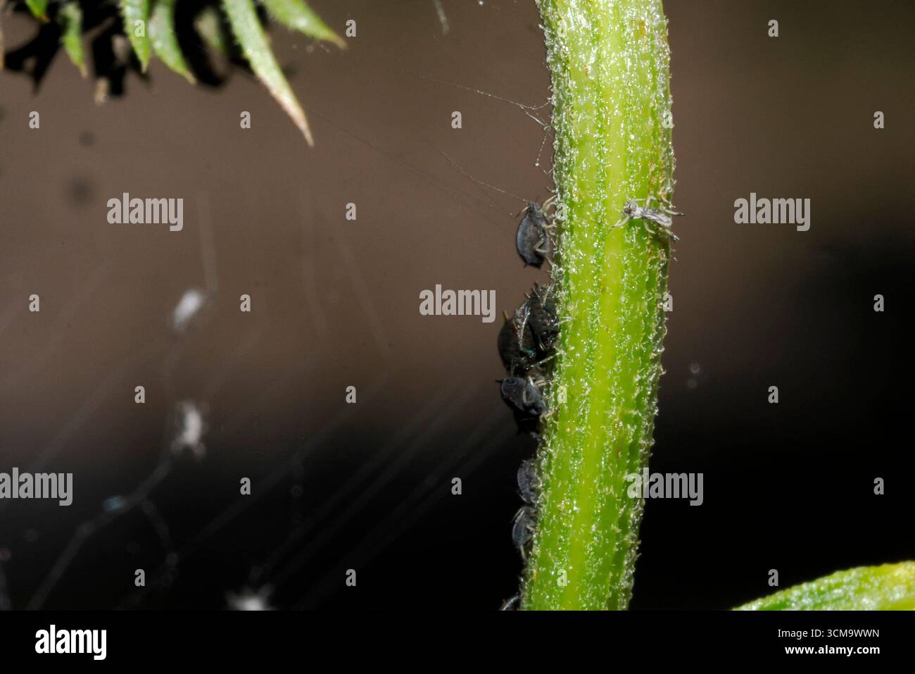 afidi insetti su una pianta macro Foto Stock