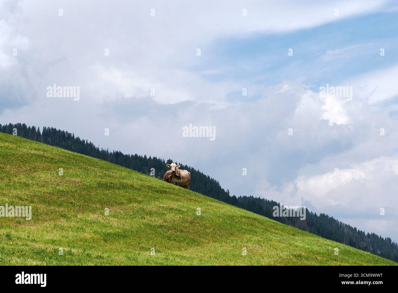 particolare mucca alpina nelle montagne delle dolomiti Foto Stock