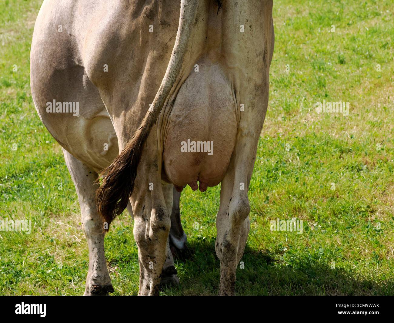 particolare mucca alpina nelle montagne delle dolomiti Foto Stock
