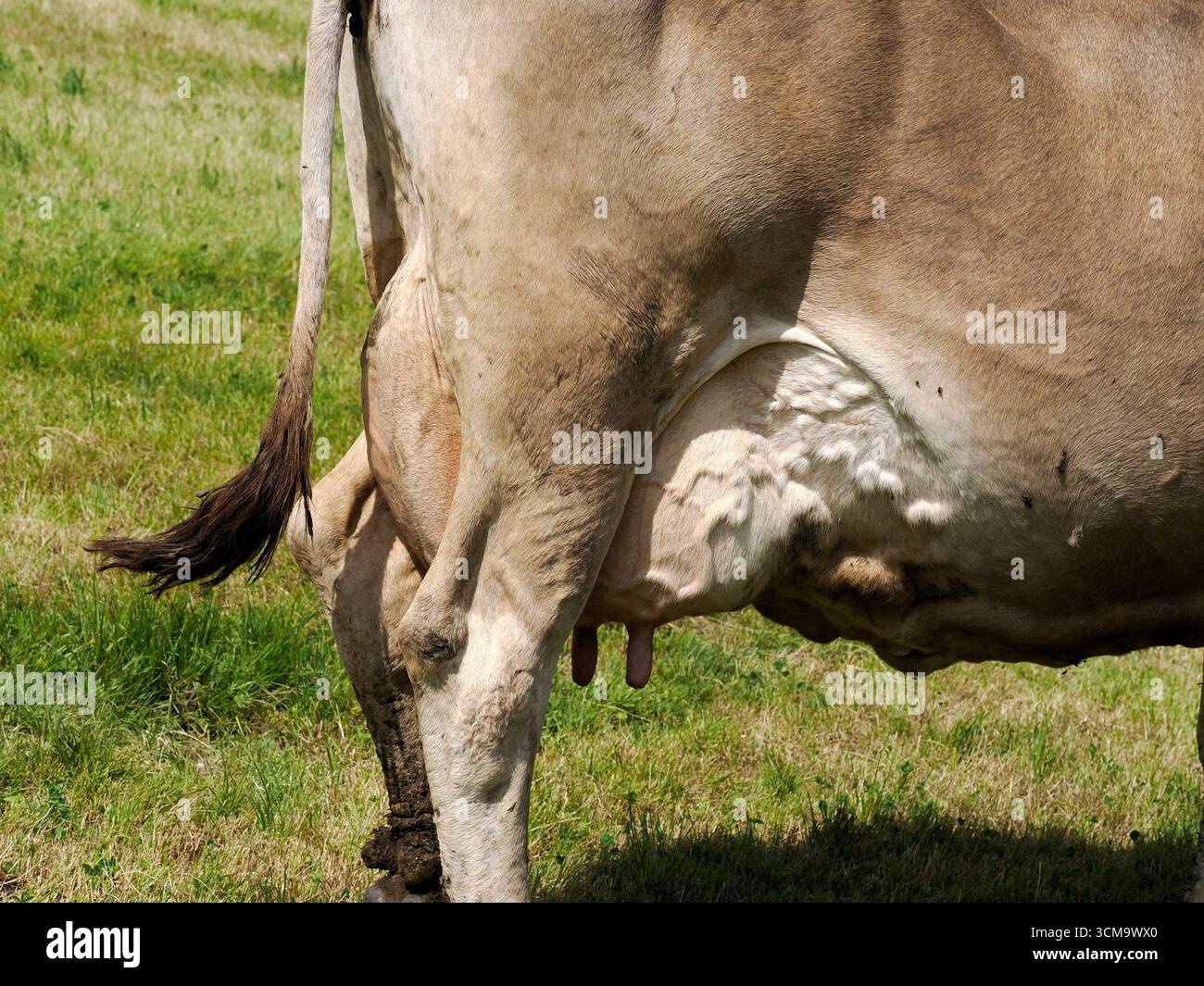 particolare mucca alpina nelle montagne delle dolomiti Foto Stock