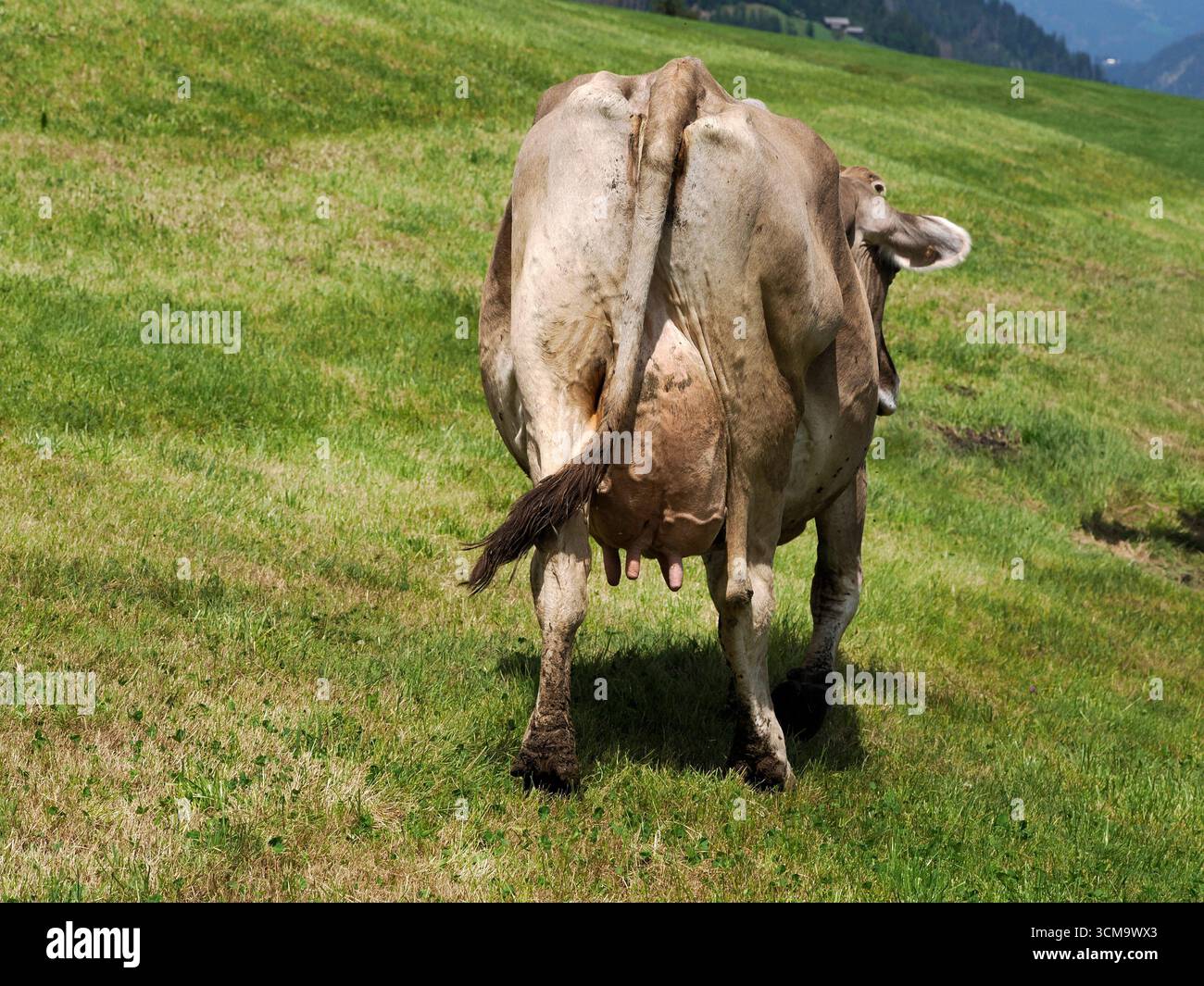 particolare mucca alpina nelle montagne delle dolomiti Foto Stock