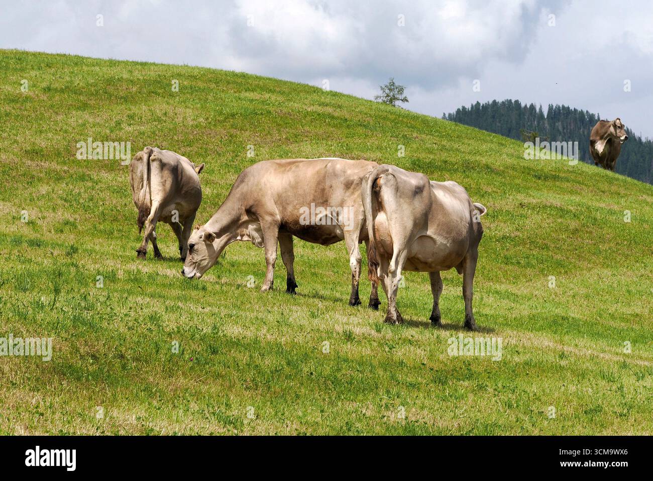 particolare mucca alpina nelle montagne delle dolomiti Foto Stock