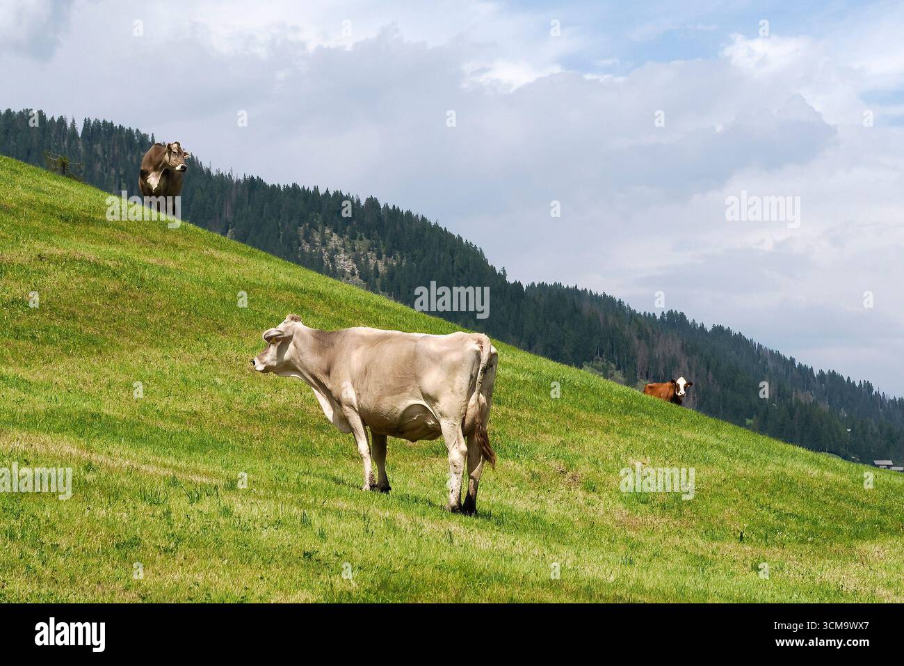 particolare mucca alpina nelle montagne delle dolomiti Foto Stock