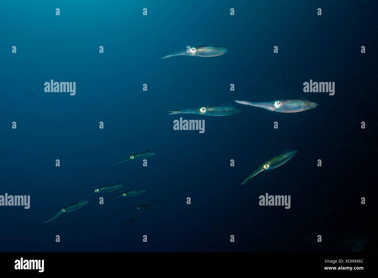 Schooling Bigfin Reef Squids, Sepioteuthis lessoniana, Malalpascua Island, Cebu, Mar delle Filippine, Filippine Foto Stock