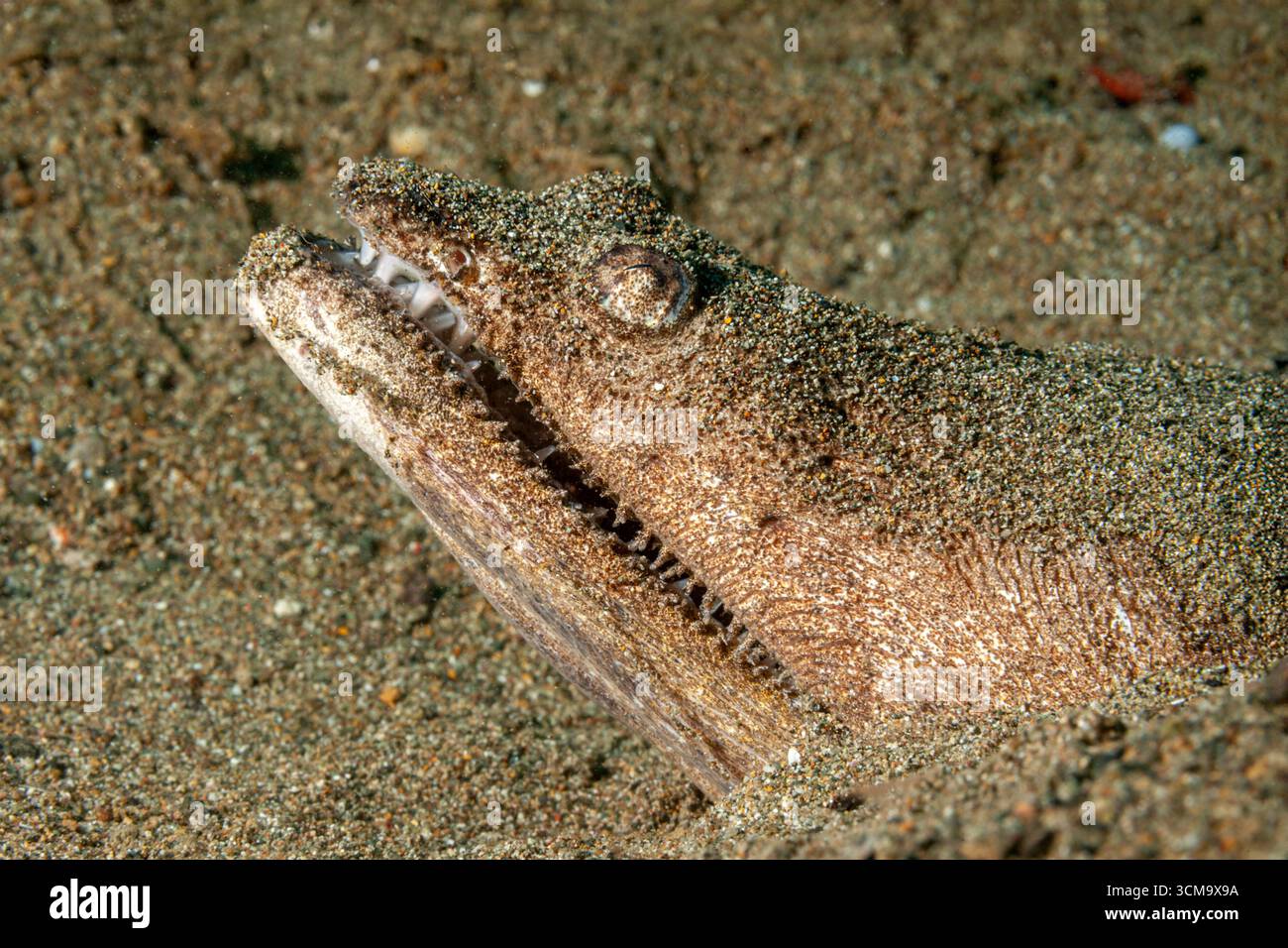 Stargazer serpente anguilla, Brachysomophis cirrocheilos, Mabini, Luzon, Mar delle Filippine, Filippine Foto Stock