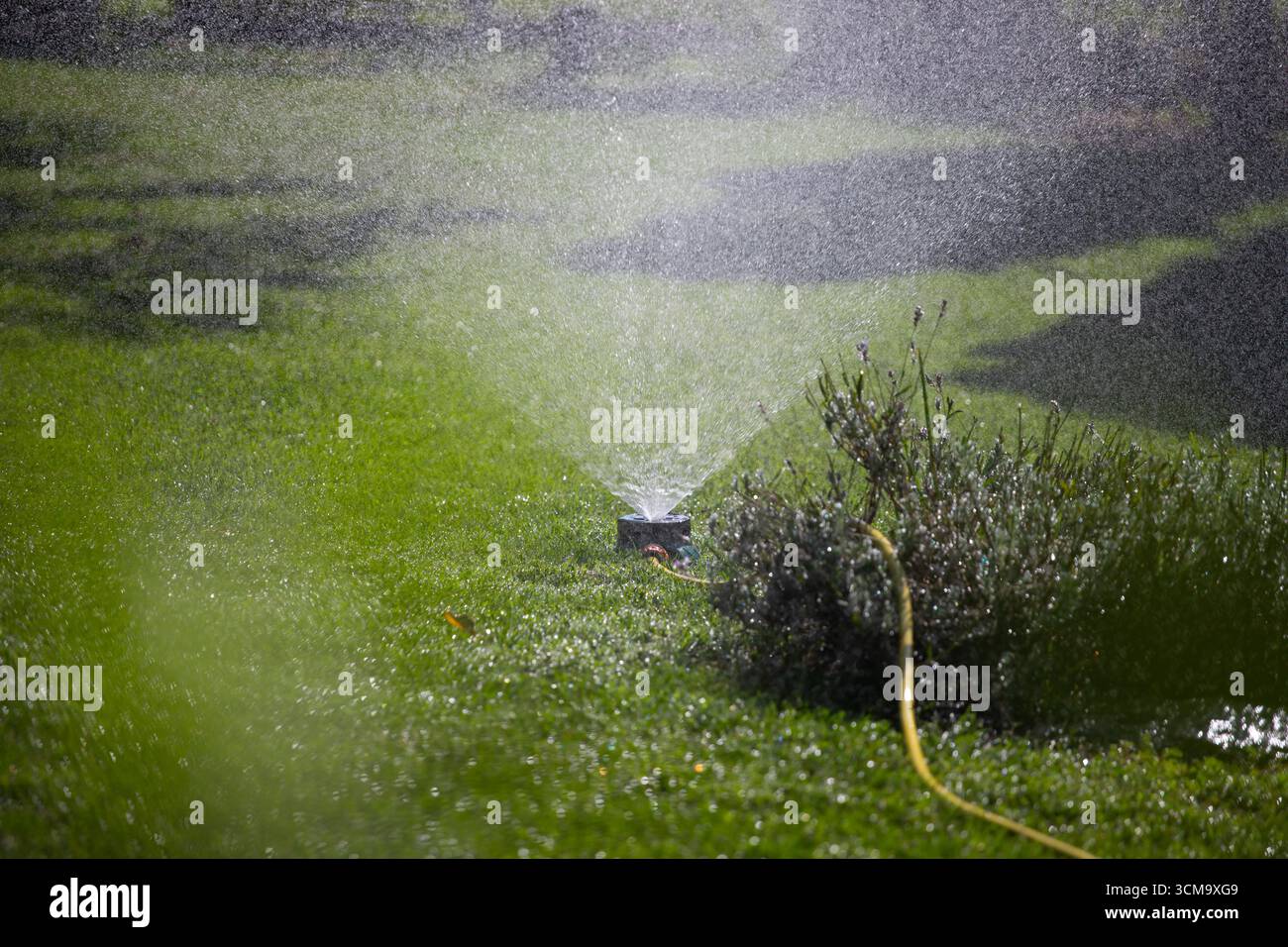 Sistema sprinkler per irrigare un prato verde con una nebbia d'acqua fine. Foto Stock