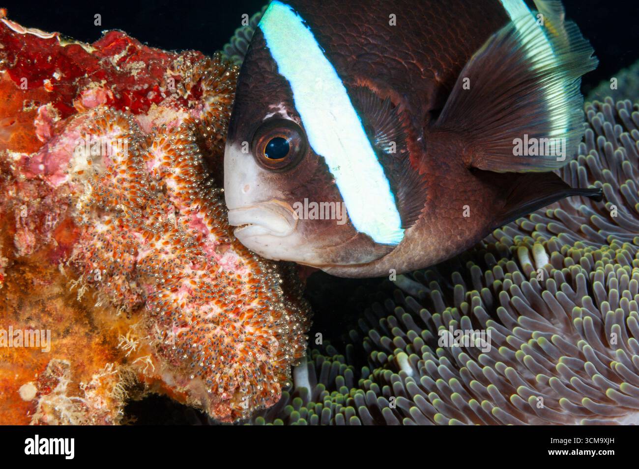 Merluzzi ovaioli, Amphiprion clarkii, Mabini, Luzon, Mar delle Filippine, Filippine Foto Stock