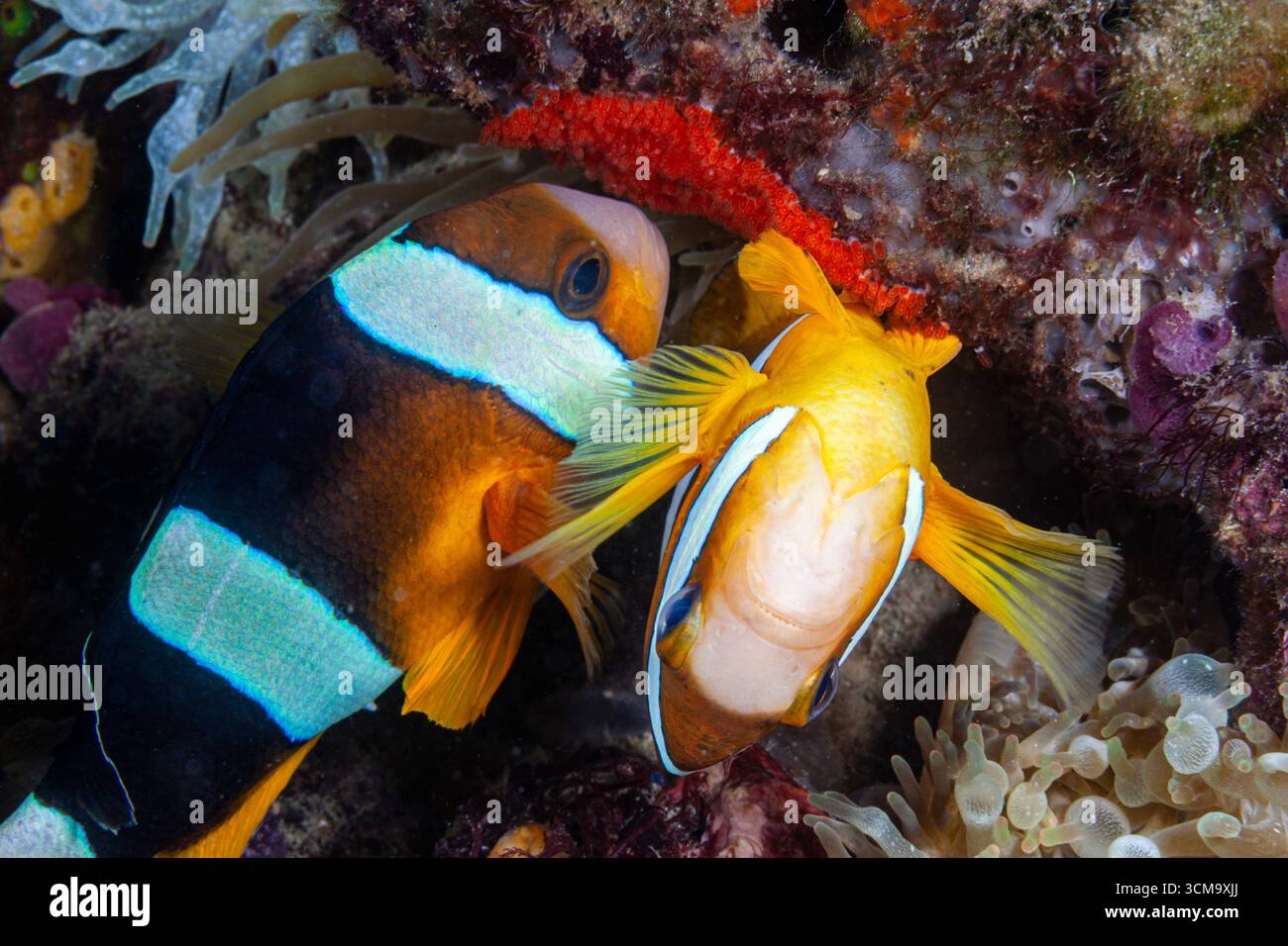 Merluzzi ovaioli, Amphiprion clarkii, Mabini, Luzon, Mar delle Filippine, Filippine Foto Stock
