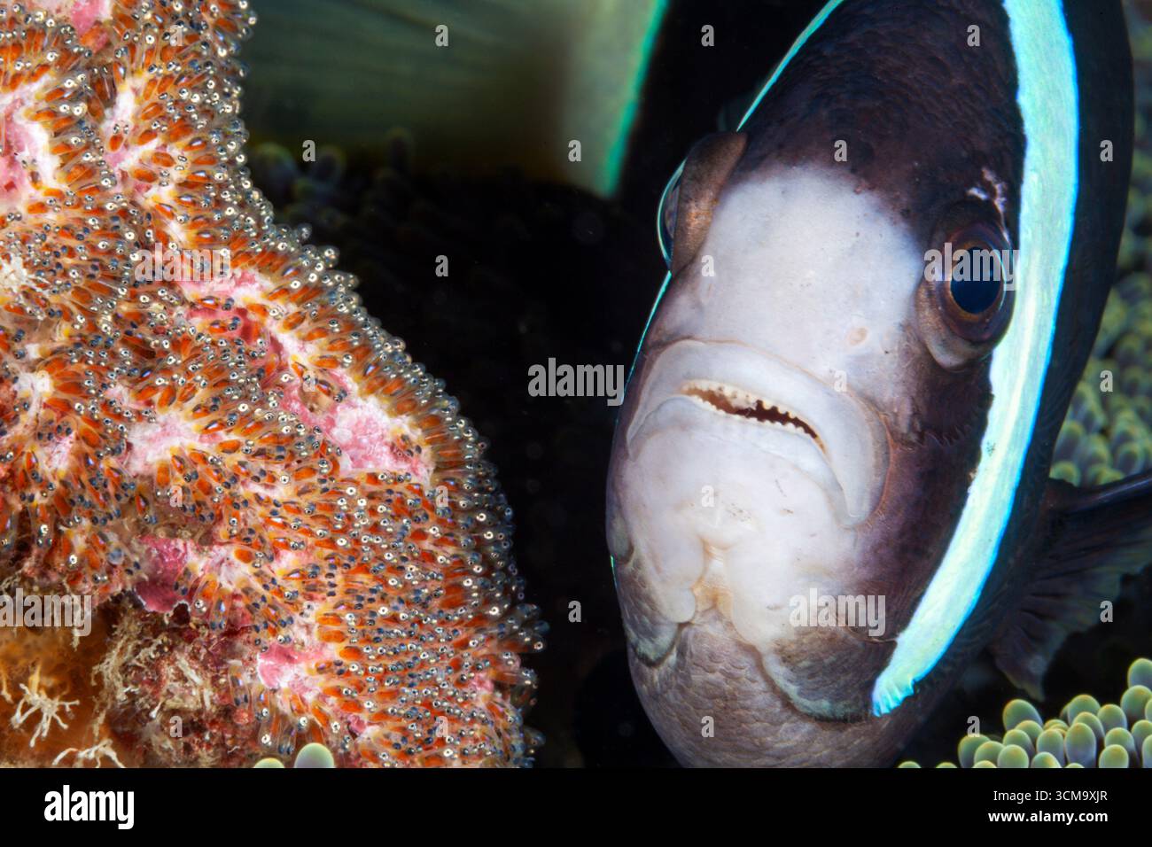 Merluzzi ovaioli, Amphiprion clarkii, Mabini, Luzon, Mar delle Filippine, Filippine Foto Stock
