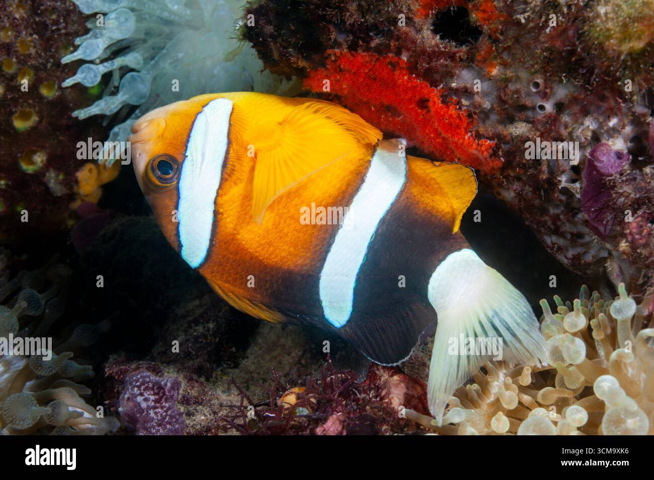 Merluzzi ovaioli, Amphiprion clarkii, Mabini, Luzon, Mar delle Filippine, Filippine Foto Stock