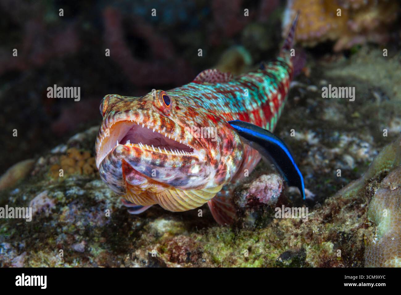 Pesci lucertola, Cleaner wrasse, Synodus variegatus, Labroides dimidiatus, Mabini, Luzon, Mar delle Filippine, Filippine Foto Stock