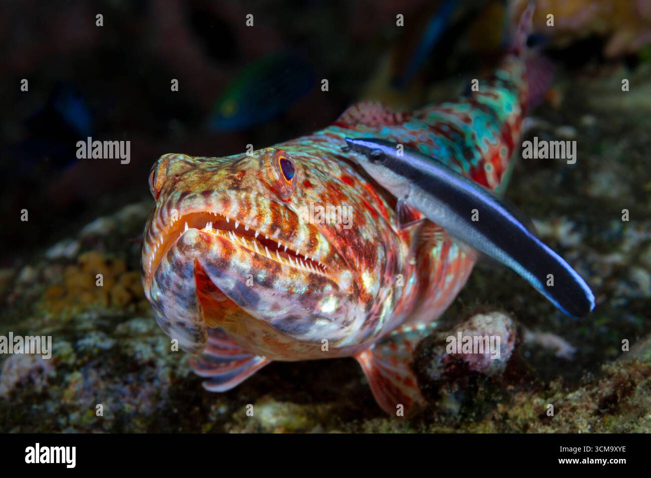 Pesci lucertola, Cleaner wrasse, Synodus variegatus, Labroides dimidiatus, Mabini, Luzon, Mar delle Filippine, Filippine Foto Stock