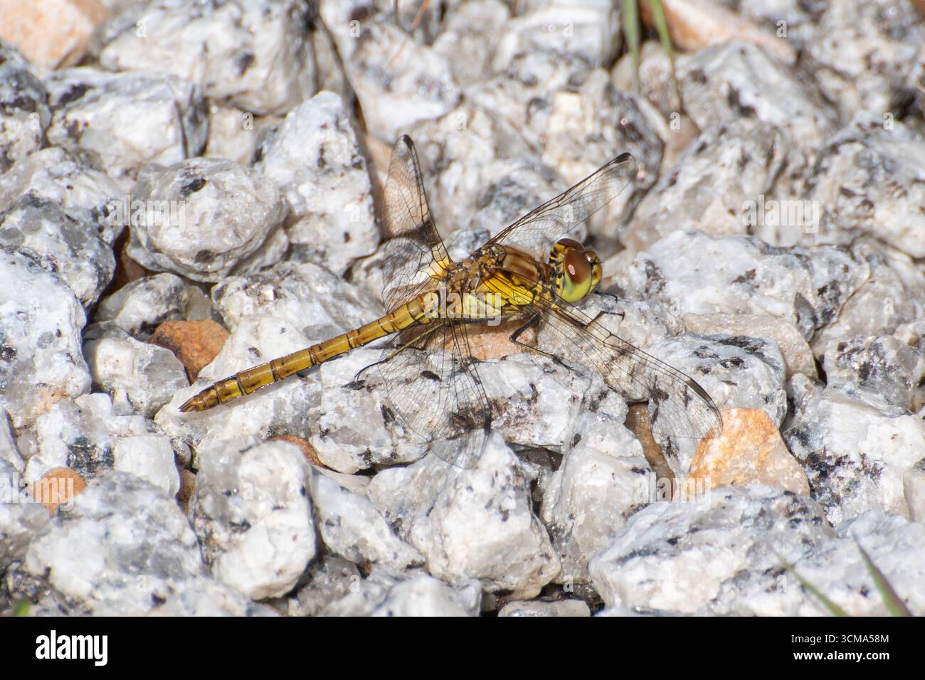 Common darter dragonfly (Sympetrum striolatum) femmina, Hampshire, Inghilterra, Regno Unito, durante settembre Foto Stock
