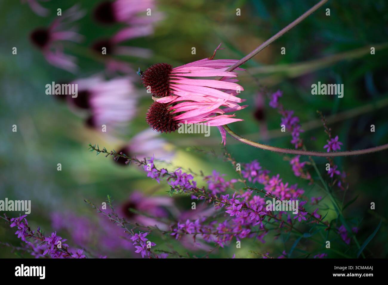 Coneflower viola pallido (Echinacea pallida), coneflower pallido con loosestrife viola (Lythrum salicaria) Foto Stock