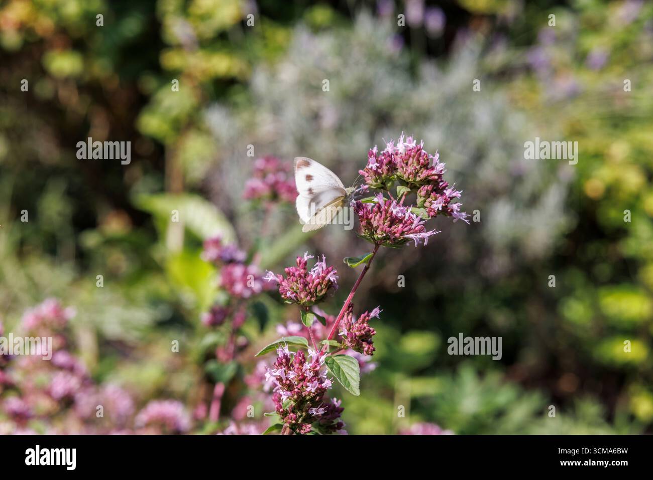 Design del giardino adatto alle api primo piano di fiori di origano e farfalla in fiore Foto Stock