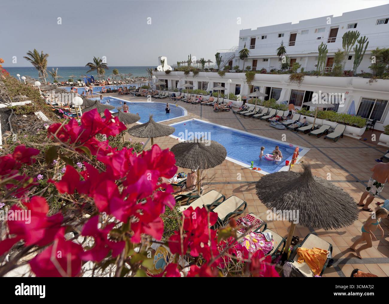 Bougainvillea, Bougainvillea, Bougainvillea glabra, Bougainvillea spectabilis.piante da arrampicata, piantagione di hotel, piantagione di balconi, piscina dell'hotel, piscina Foto Stock