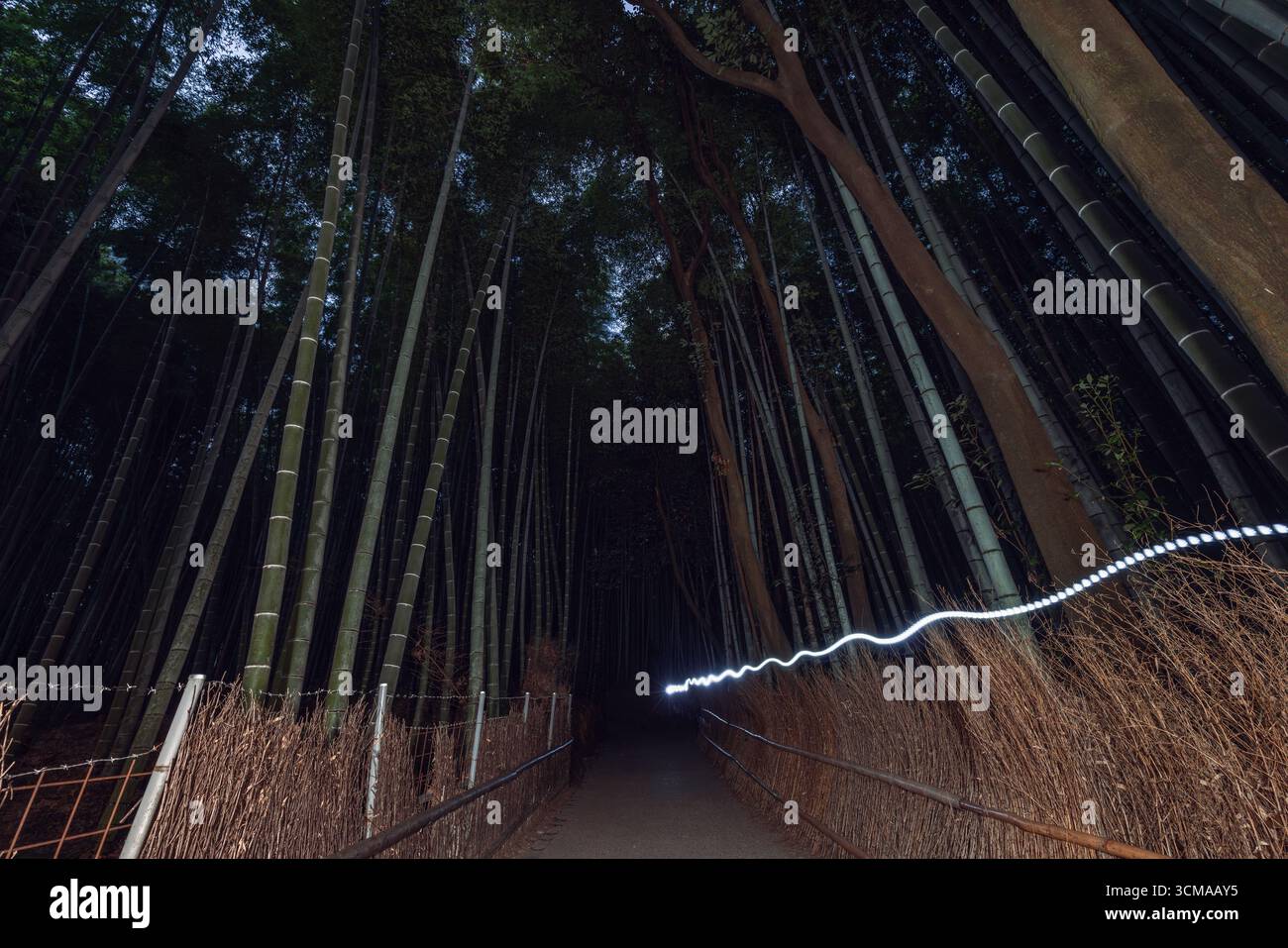 La sinuosa traccia di luce attraversa la foresta di bambù di Arashiyama a Kyoto di notte, contrastando i vertici fissi degli alberi con il movimento espressivo di Foto Stock