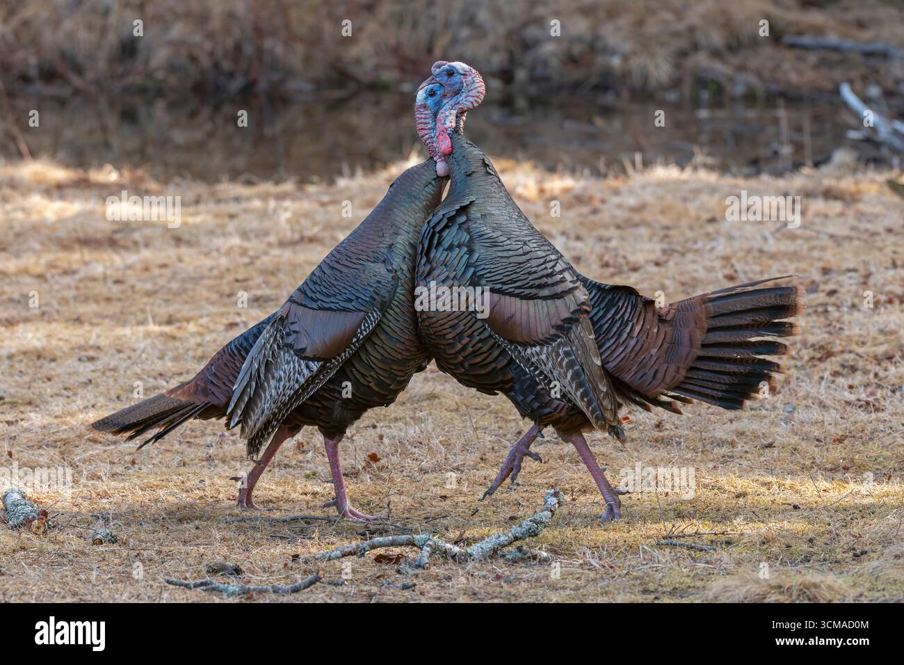 Tacchino selvatico (Meleagris gallopavo). Combattimenti di accoppiamento tra due Toms maturi. All'inizio della primavera nell'Acadia National Park, Maine, Stati Uniti. Foto Stock