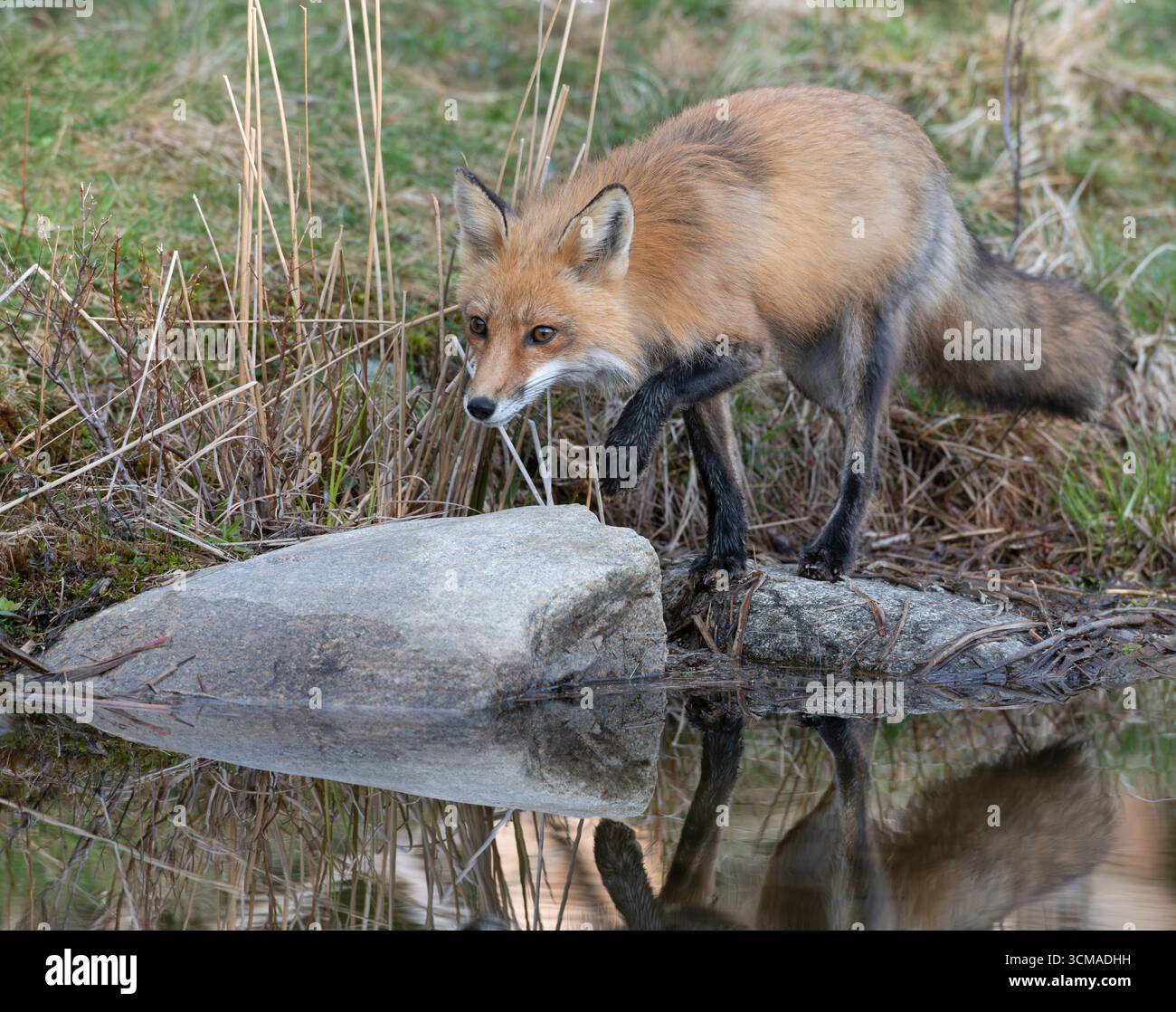 Red Fox (Vulpes vulpes). Aprile nel Parco Nazionale dell'Acadia, Maine, Stati Uniti. Foto Stock