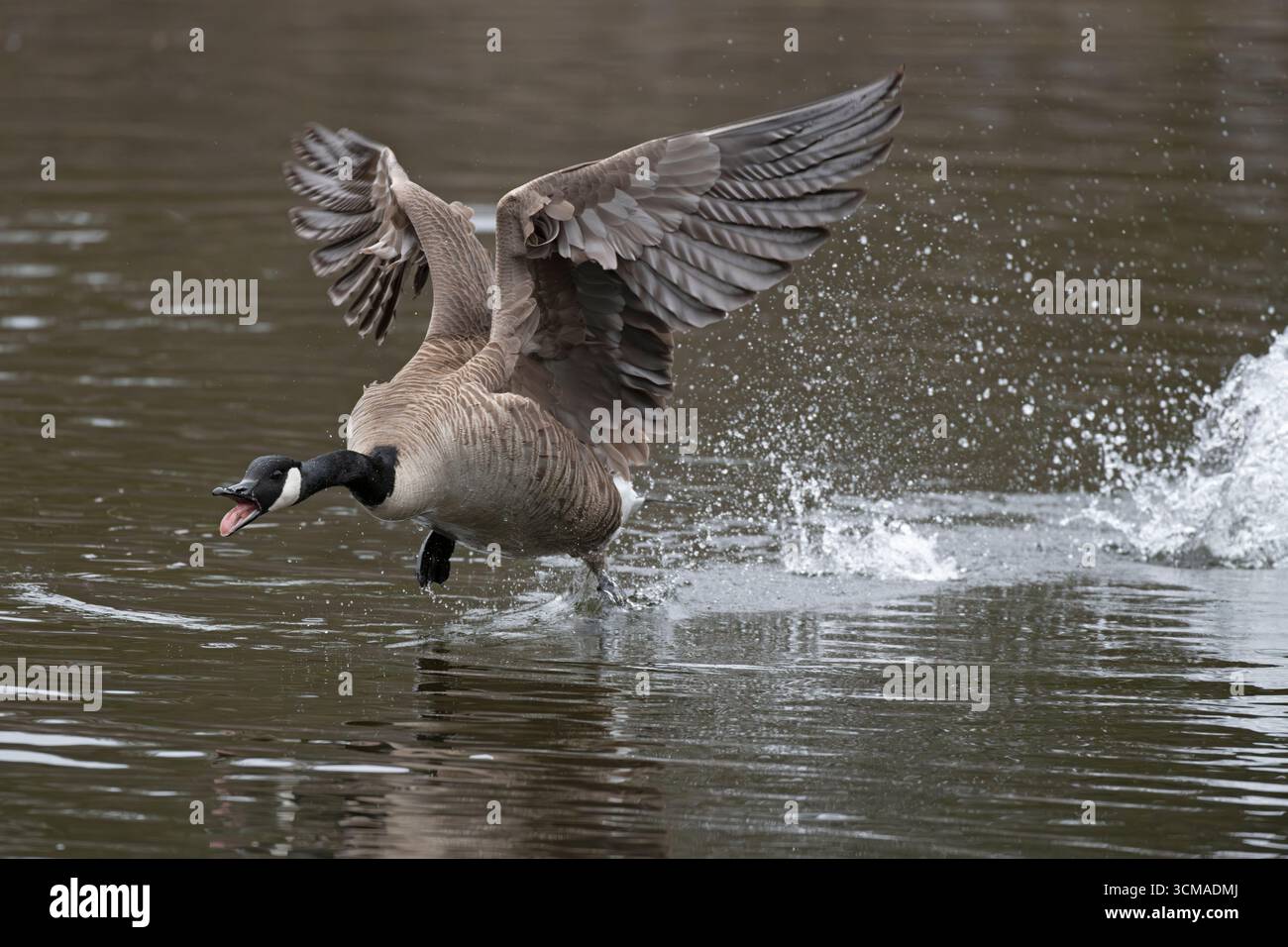 Canada Goose (Branta canadensis) decollo. Aprile nel Parco Nazionale dell'Acadia, Maine, Stati Uniti. Foto Stock