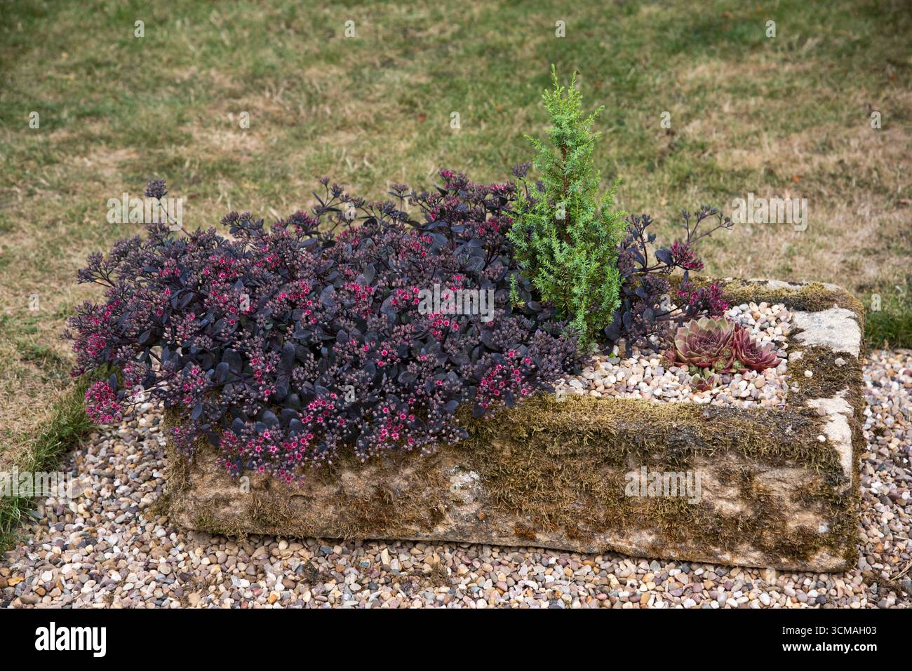Grande vasca di pietra coperta di muschio piantata con piante alpine Foto Stock