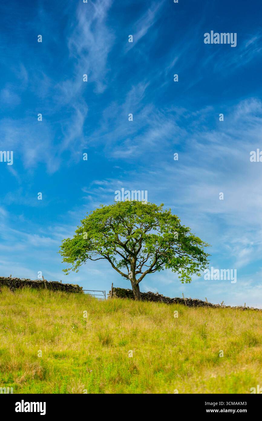 Una quercia solitaria che cresce ai margini di un campo e fotografata contro un cielo blu Foto Stock
