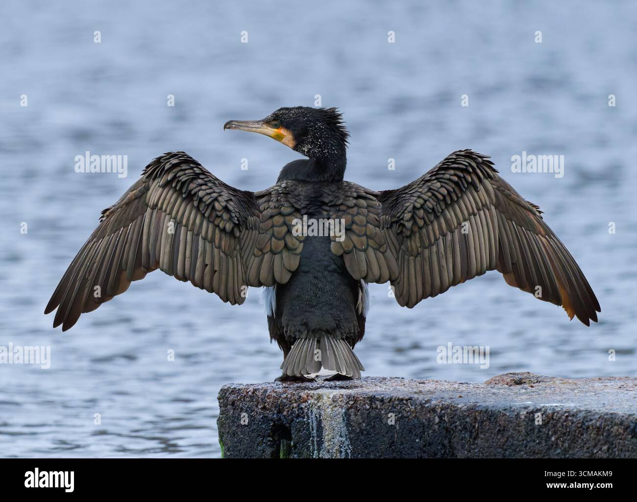 Un cormorano, (Phalacrocorax carbo), appollaiato su un frangiflutti con le sue ali allungate per facilitare l'asciugatura Foto Stock