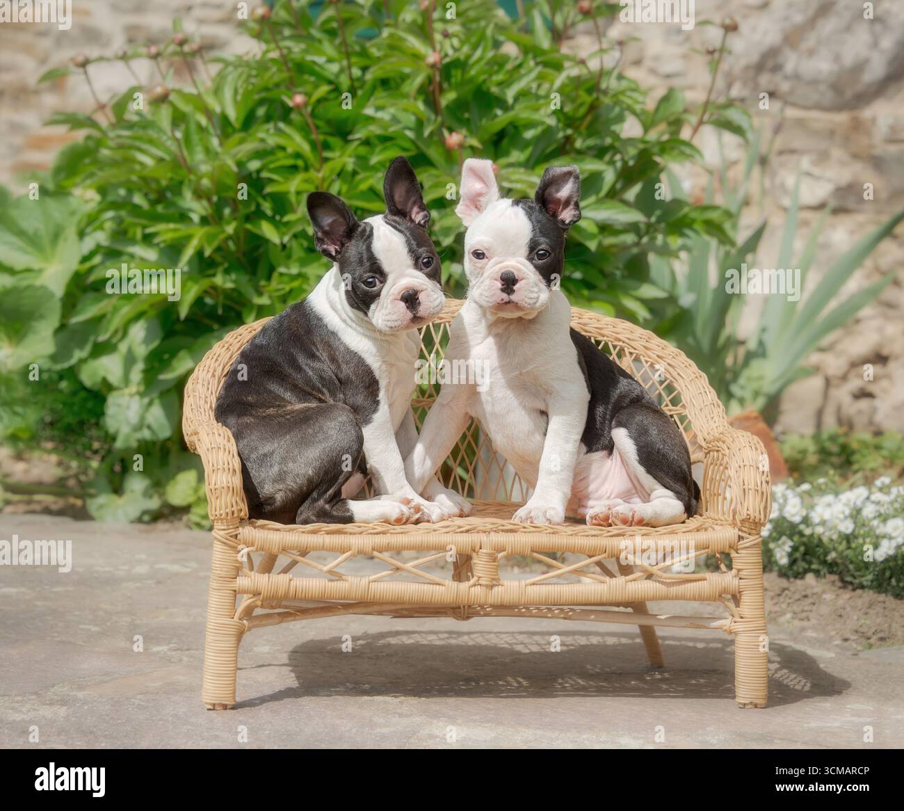 Due giovani cani Boston Terrier, cuccioli neri con segni bianchi, chiamati anche Boston Bulls, seduti fianco a fianco su una piccola panchina di vimini in un giardino Foto Stock
