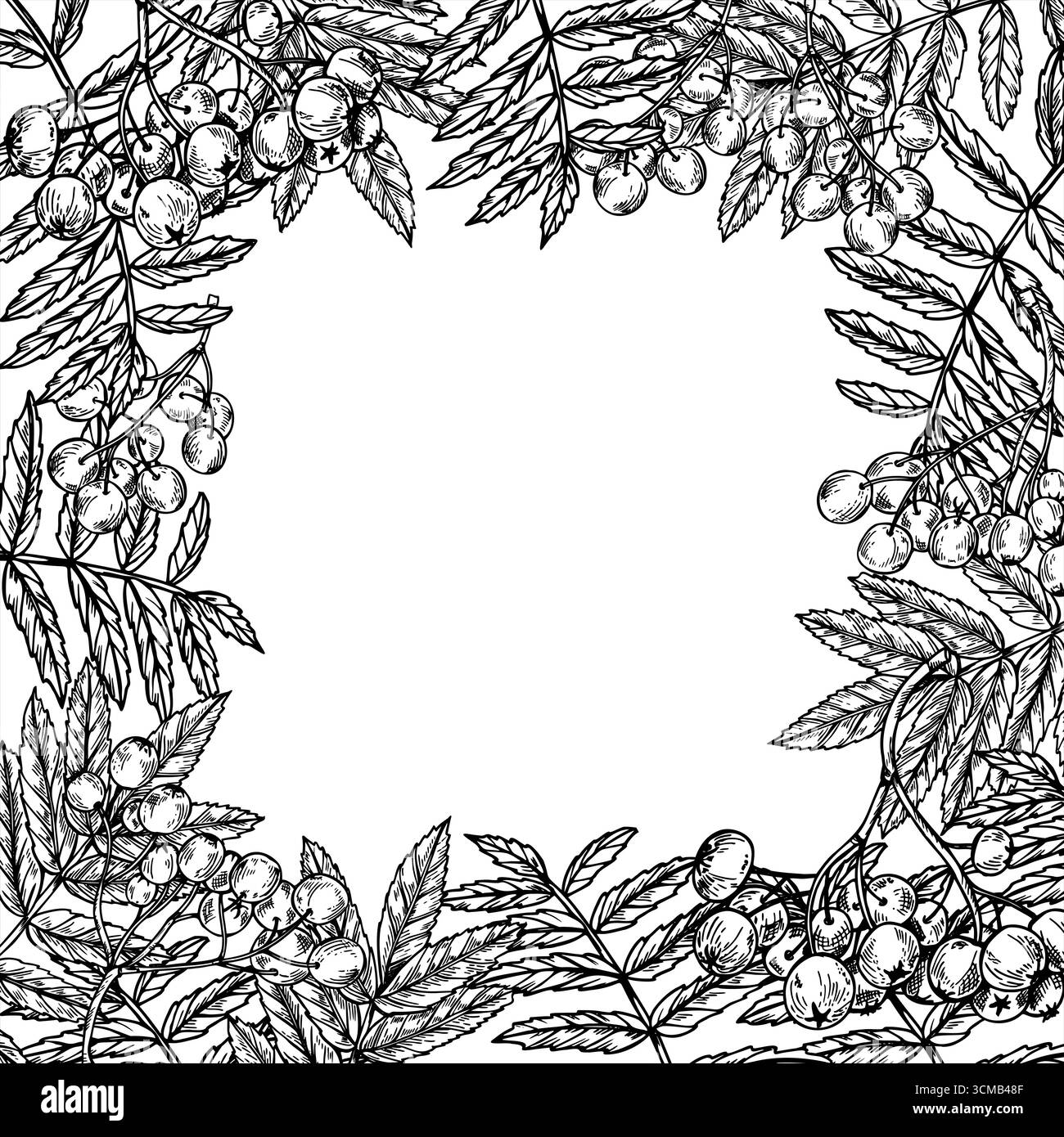 Struttura quadrata isolata vettoriale rowan monocromatica ad albero con spazio vuoto per il testo. Frutti di frassino di montagna disegnati a mano con disegno di foglie Illustrazione Vettoriale