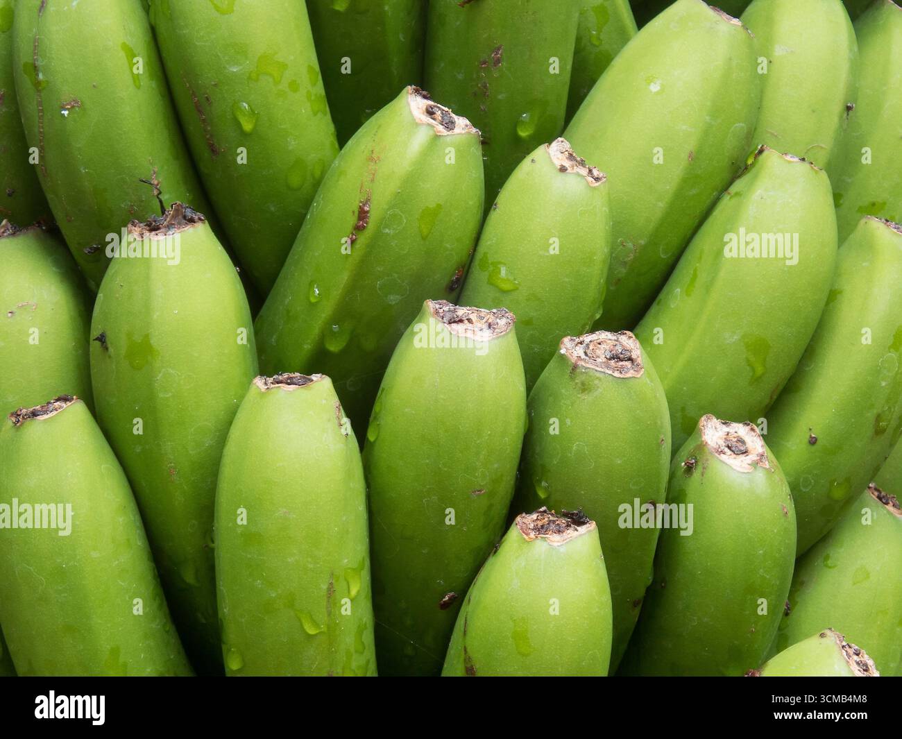 Casa della Banana, Icod de los Vinos, isola di Tenerife, Spagna Foto Stock
