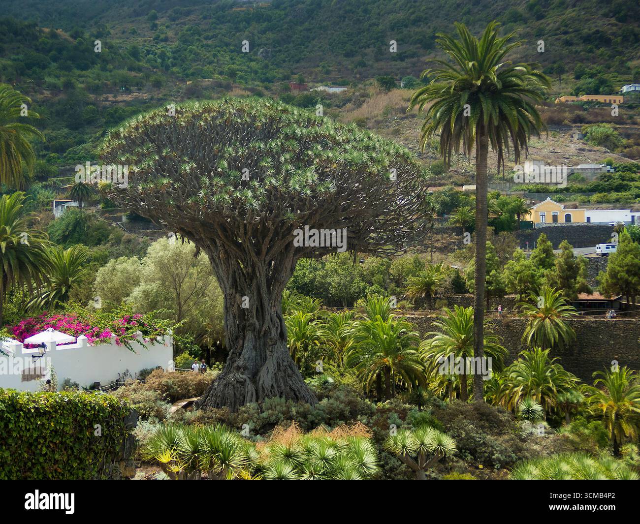 Albero del drago millenario a Icod de los Vinos, isola di Tenerife, Spagna Foto Stock