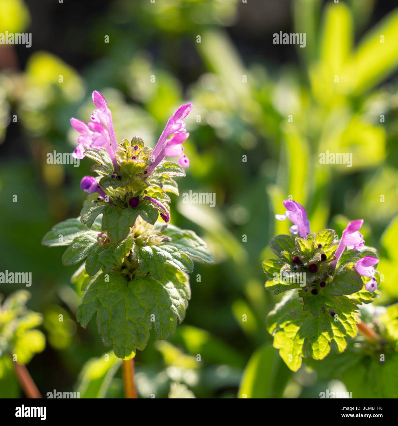 Ortiche morte in fiore di Henbit (corna delle fate) in un prato illuminato dal sole. Foto Stock