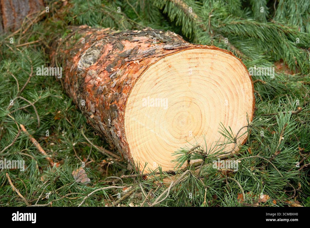 Primo piano di tronchi di pino tagliati, circondati da un verde tenue. Industria del legno. Foto Stock