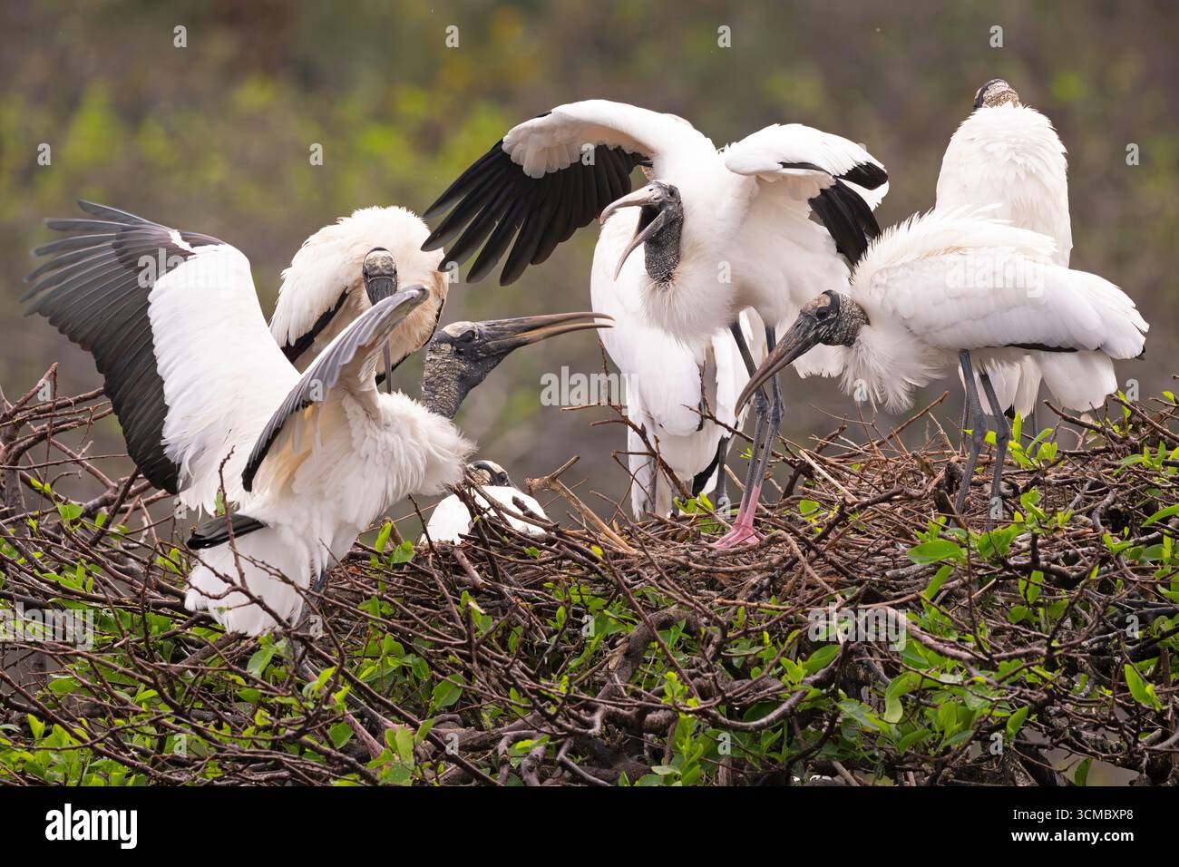 Cicogna (Mycteria americana). Rookery a Wakodahatchee Wetlands, Palm Beach County, Florida. Foto Stock