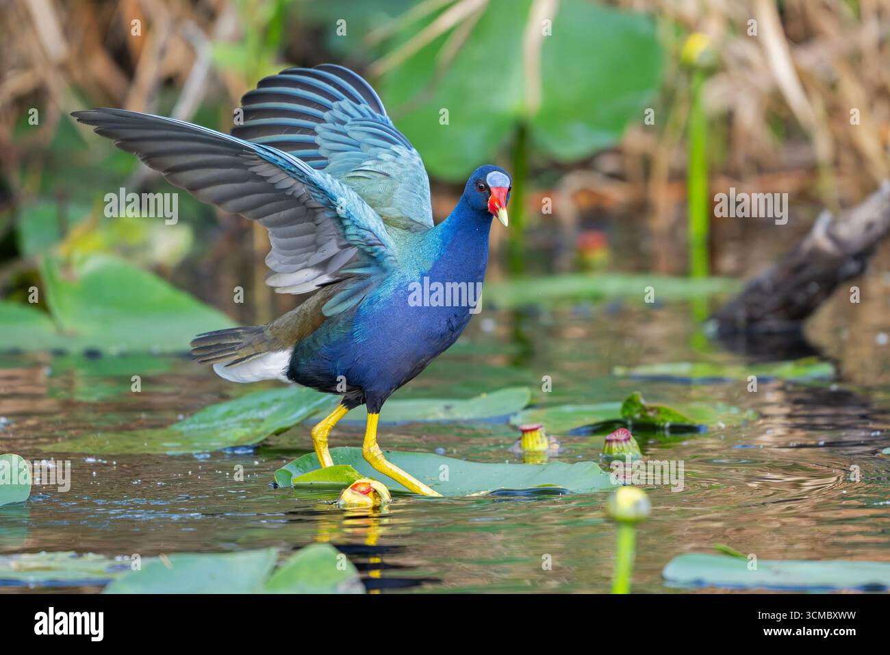 Gallinule porfirio martinica (American Purple Gallinule). Marzo nel Parco Nazionale delle Everglades, Florida, Stati Uniti. Foto Stock