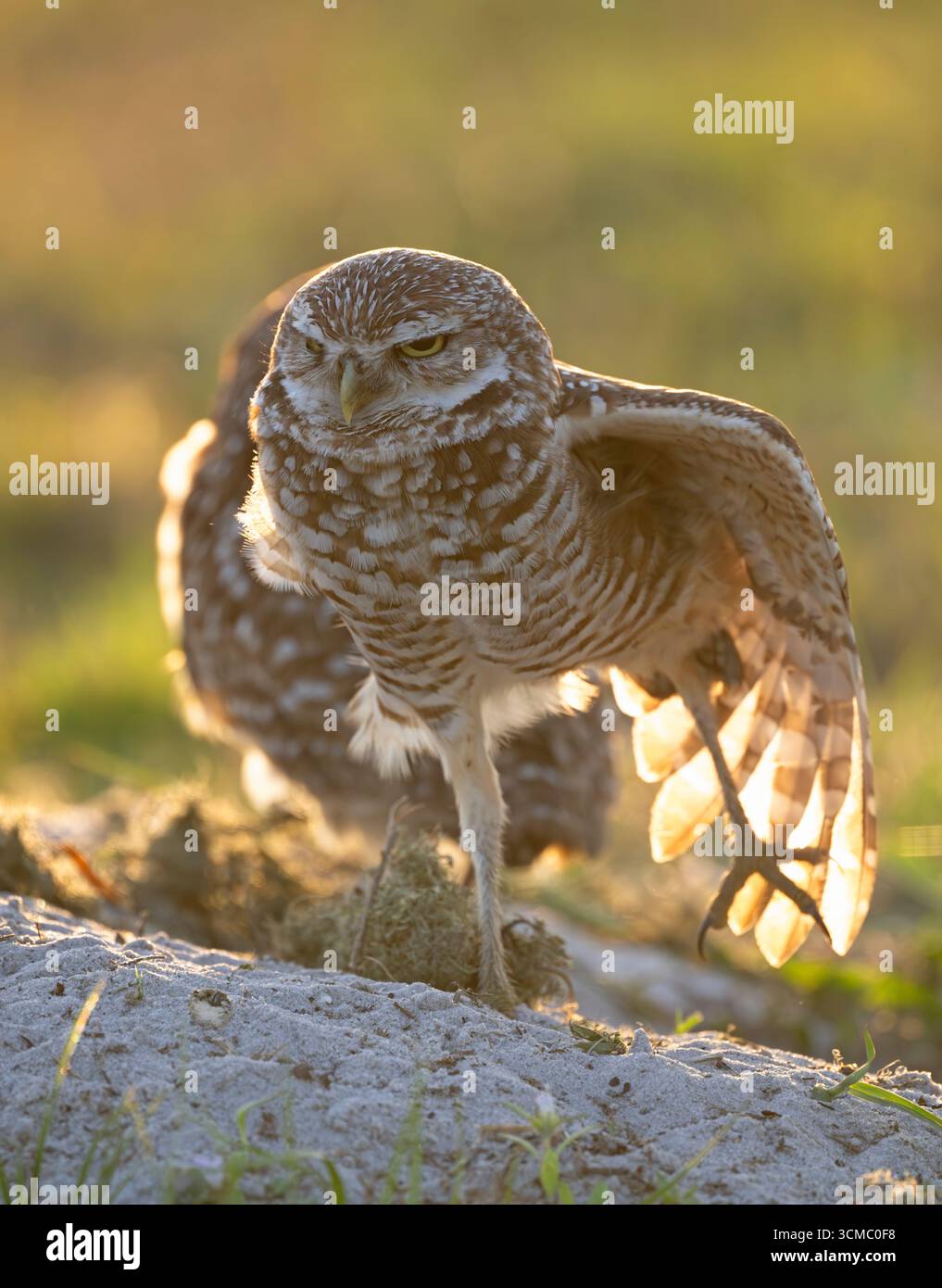 Gufo scavato (Athene cunicularia) al nido. Cape Coral, Florida. Foto Stock
