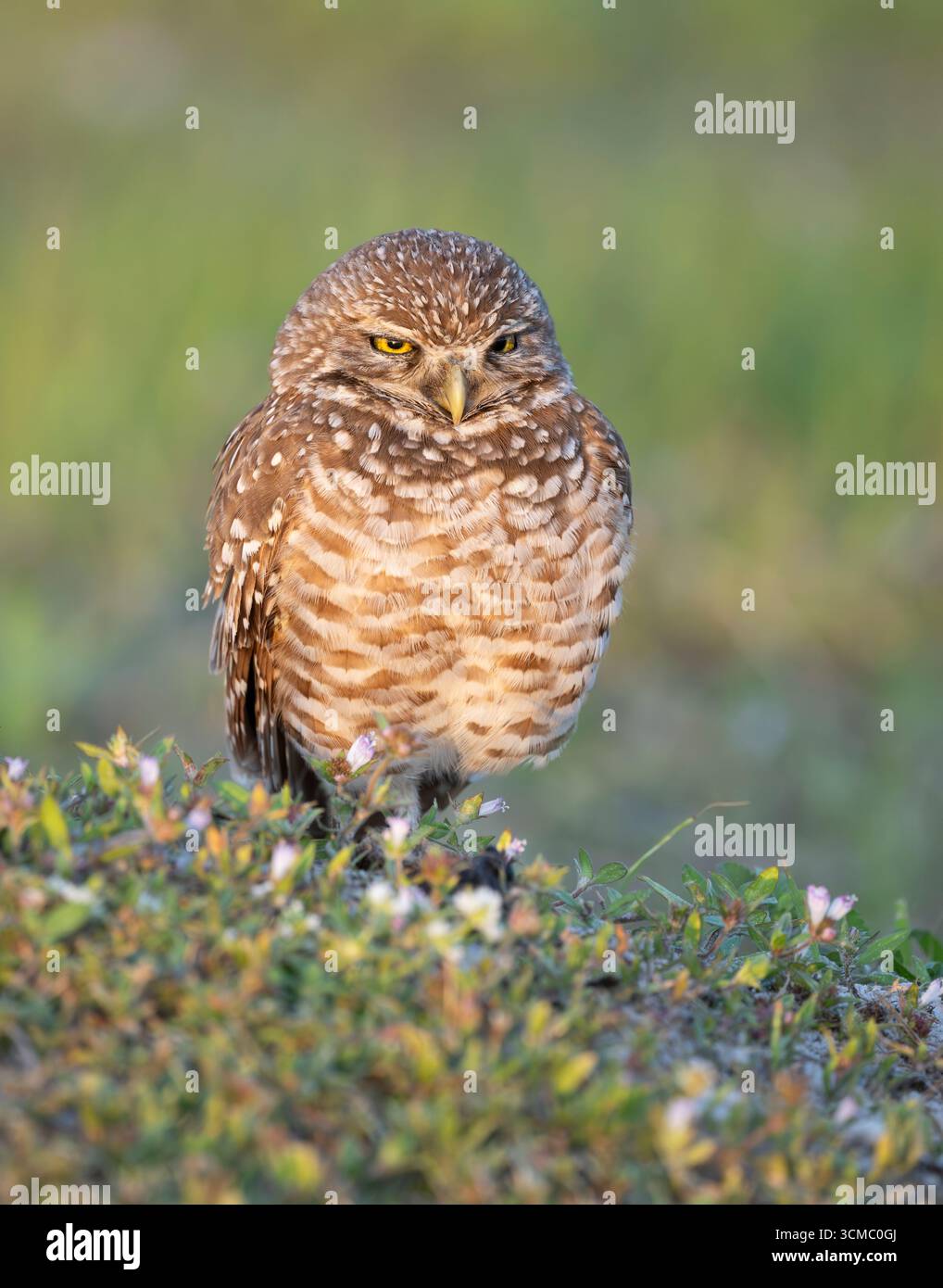 Gufo scavato (Athene cunicularia) al nido. Cape Coral, Florida. Foto Stock