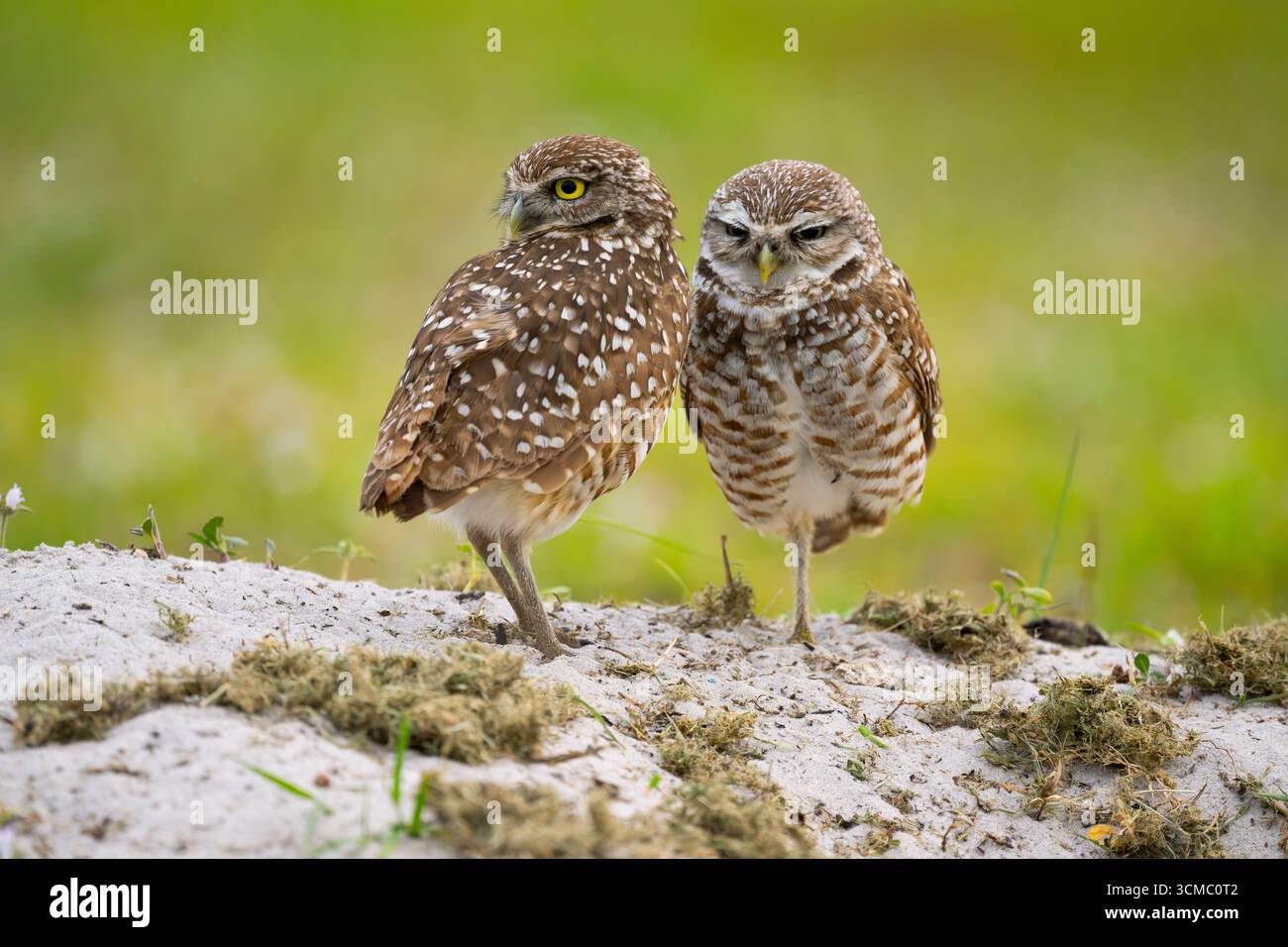Gufo scavato (Athene cunicularia) al nido. Cape Coral, Florida. Foto Stock