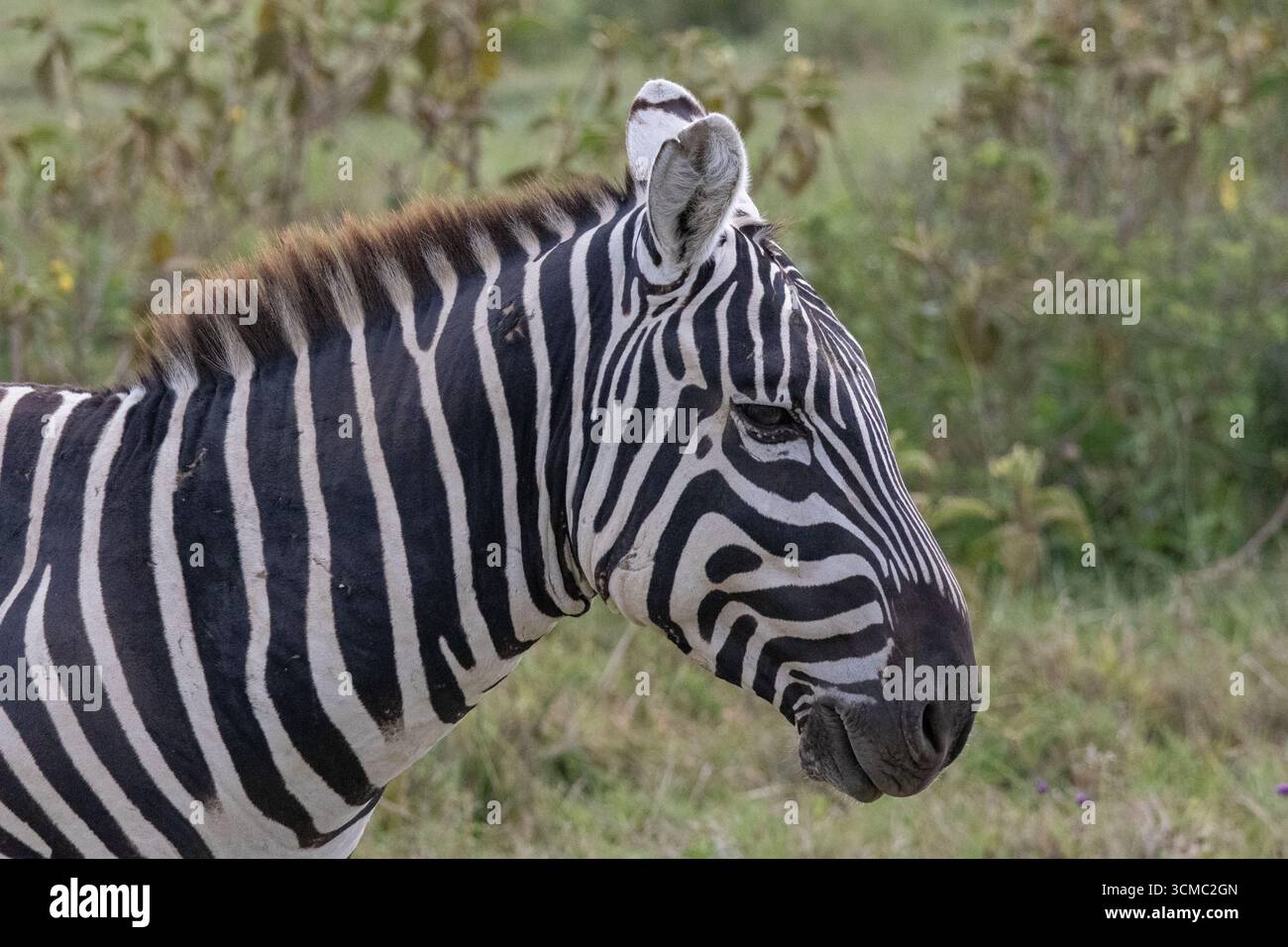 Primo piano del volto di una zebra nel Parco Nazionale del Lago Nakuru Foto Stock
