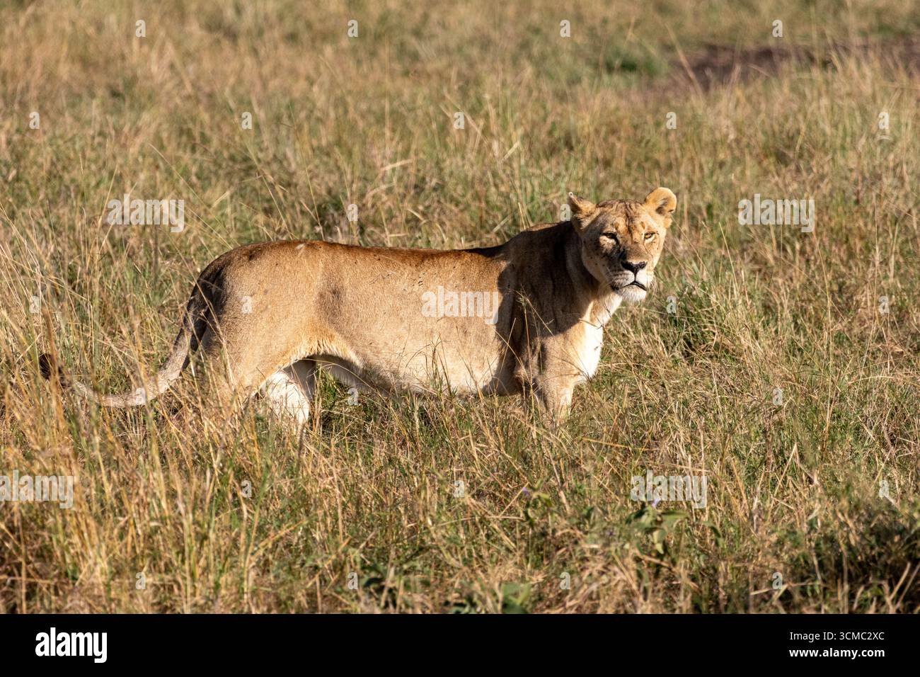 Leonessa nell'erba della savana del Parco Nazionale Masai Mara Foto Stock