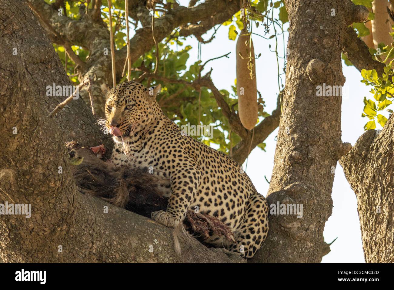 Un leopardo che mangia un GNU in un albero di salsiccia nel Serengeti National Park Foto Stock