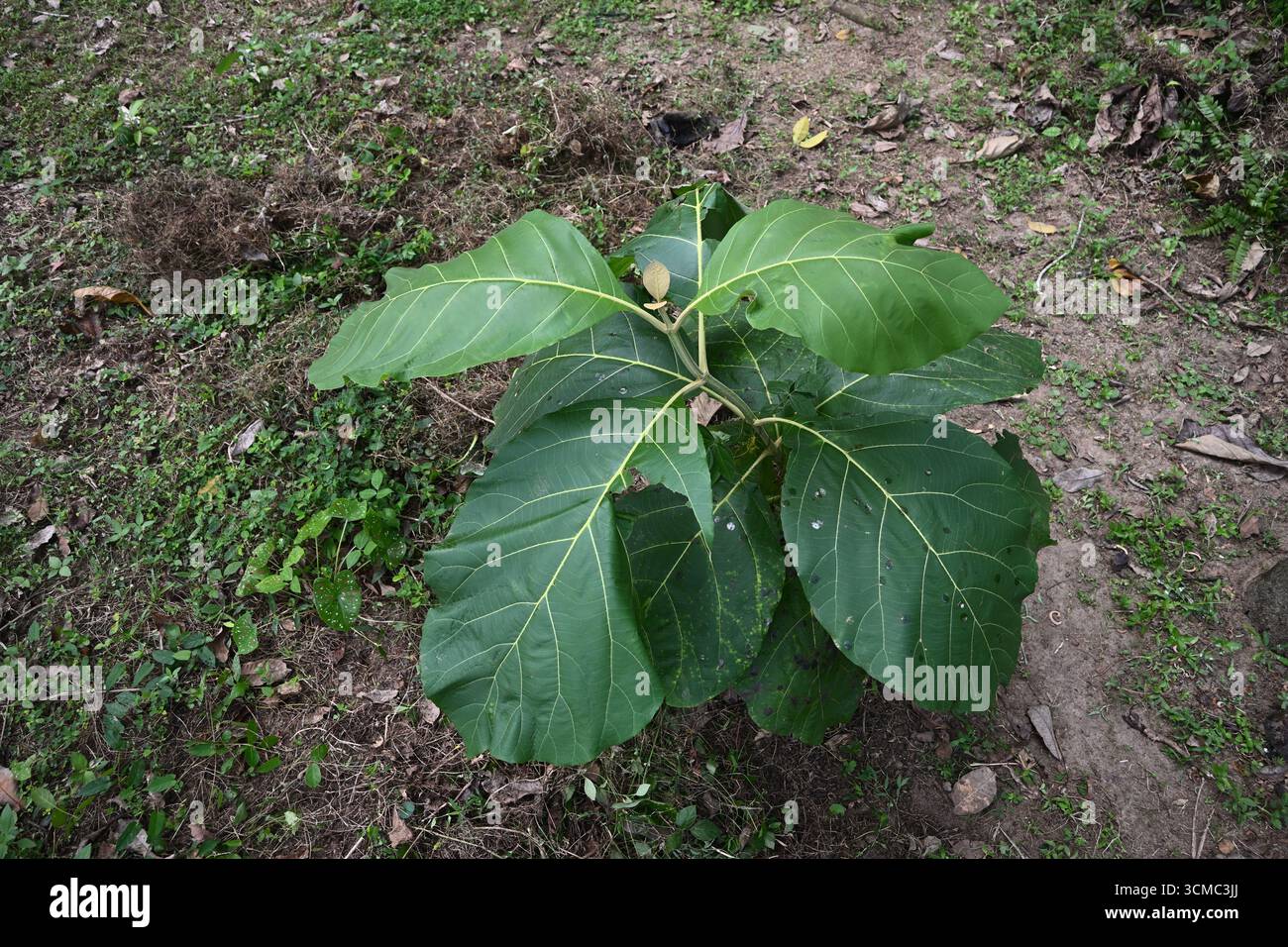 Vista di una piccola pianta di teak (Tectona grandis) che cresce sul terreno tra una fessura situata in una fila di alberi di gomma in una piantagione di gomma Foto Stock