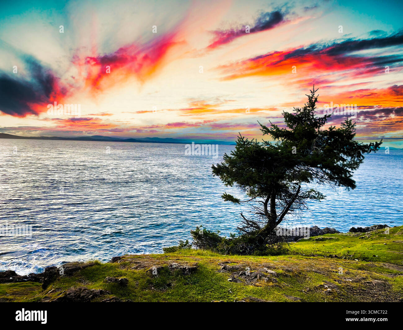 Albero solitario sul Pacifico al tramonto; orizzonte luminoso, cielo pastello e onde lungo una costa rocciosa. Illustrazione Vettoriale