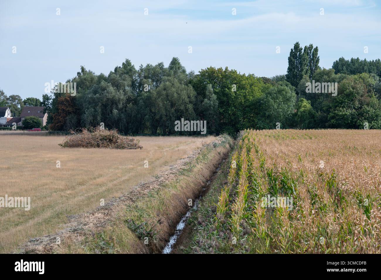Prati verdi e campi di mais maturo nella campagna olandese a SAS Van Gent, provincia della Zelanda, Paesi Bassi 6 SEP 2025 Foto Stock